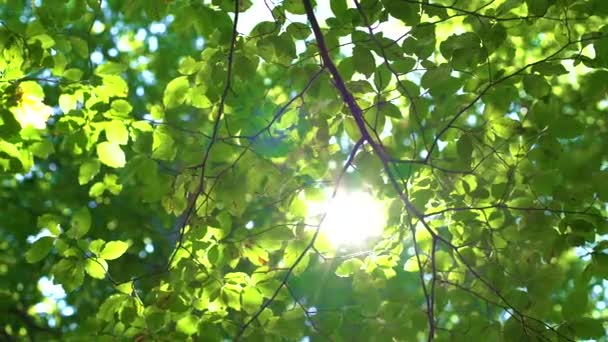 Árbol Del Bosque Hojas Verdes Brillando Luz Del Sol Lente — Vídeo de stock