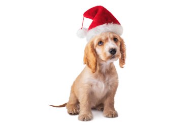 Noel köpek. Beyaz arka plan üzerinde izole Noel Baba şapkalı küçük köpek yavrusu yavru horoz İspanyol.