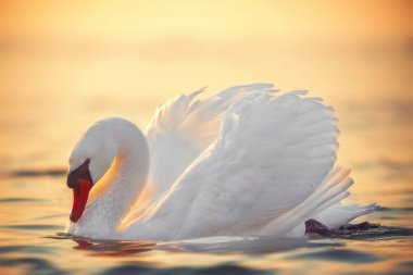 Beyaz Kuğu deniz suyundaki gündoğumu vurdu