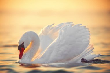 White swan in the sea water,sunrise shot clipart