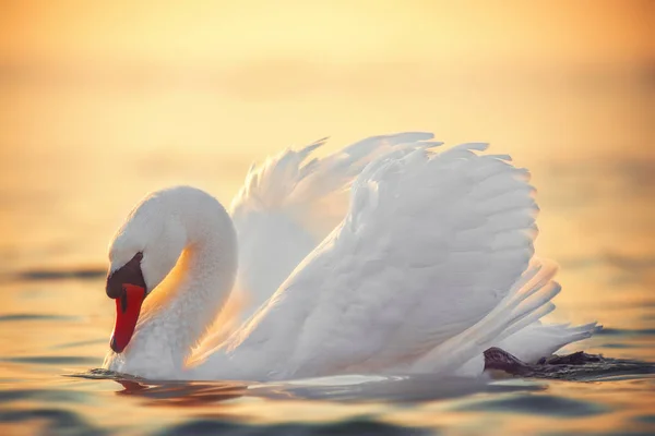 Белый Лебедь Морской Воде Снимок Восхода Солнца — стоковое фото