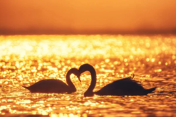 Форма Серця Білих Лебедів Морі Схід Сонця — стокове фото