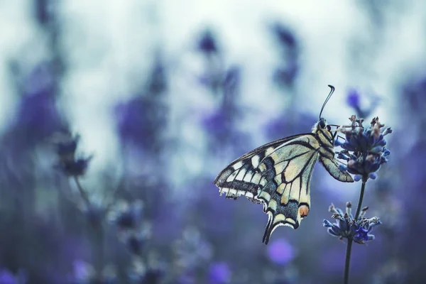 Лавандовые Цветы Бабочкой — стоковое фото