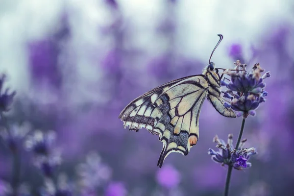 Flores Lavanda Com Borboleta — Fotografia de Stock