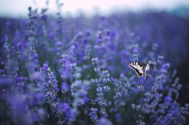 Lavender flowers with butterfly in field clipart