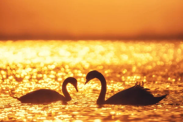 Forma Corazón Cisnes Blancos Mar Disparo Amanecer — Foto de Stock