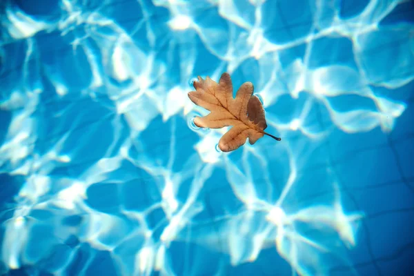 Foglia Quercia Arancione Autunnale Galleggiante Acqua Blu Chiaro Piscina — Foto Stock