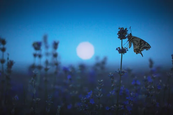 Lavender Flowers Butterfly Full Moon Night Background — Stock Photo, Image