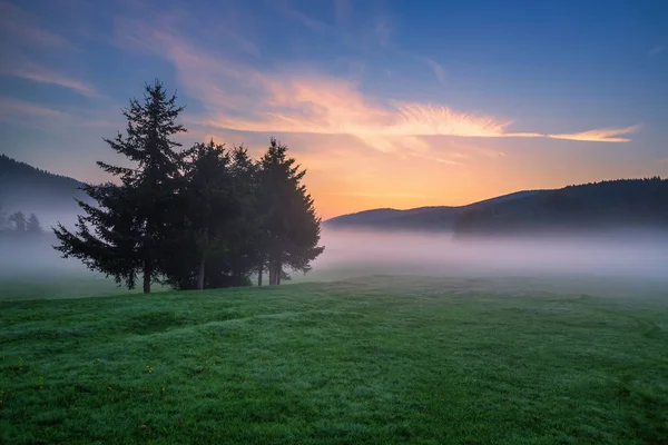 Nebliger Kiefernwald Berghang Einem Naturschutzgebiet — Stockfoto