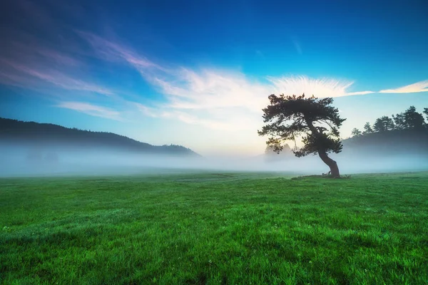 Mistige Dennenbos Berghelling Een Natuurgebied — Stockfoto