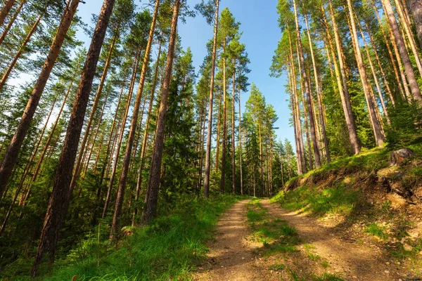 Гірський Лісовий Пейзаж Дика Природа — стокове фото