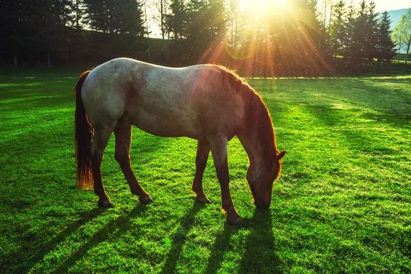 Amanecer Místico Sobre Montaña Ensueño Caballo Salvaje Pastando Hierba Fresca —  Fotos de Stock