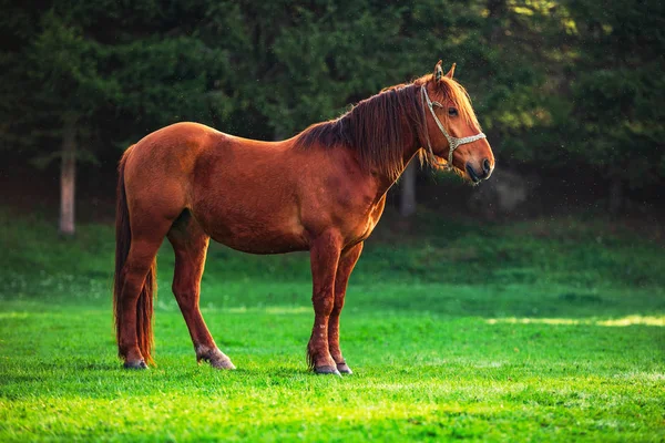 在梦幻般的山的神秘日出 野生的马在草地上吃草鲜草 保加利亚 — 图库照片