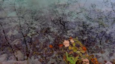 Temiz su gölleri ve sonbahar orman Plitvice Milli Parkı, Hırvatistan 