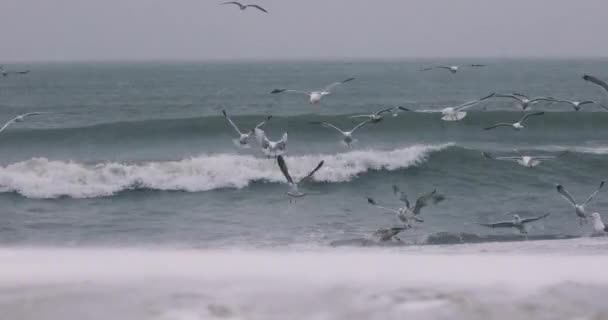 Літаючі Чайки Над Зимовим Морем Величезними Хвилями — стокове відео