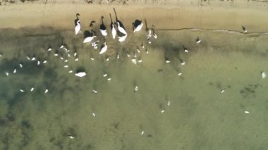 Varna, Bulgaristan deniz kıyısında kuğular ve martılar havadan görünümü