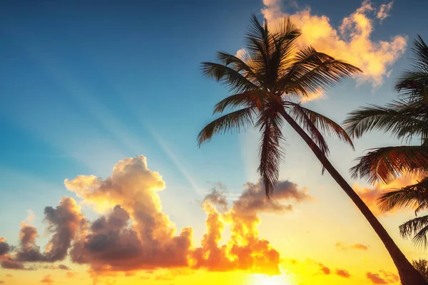 Palmträd Mot Soluppgången Molnlandskap Tropisk Strand Punta Cana Dominikanska Republiken — Stockfoto
