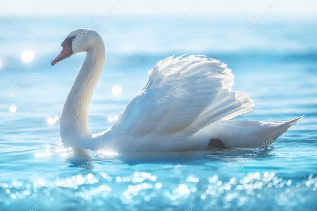 White swan in calm sea water, beautiful sunrise shot