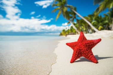 Deniz kıyısı veya deniz deniz yıldızı ayakta Adası Saona Punta Cana resort, Dominik Cumhuriyeti yakınındaki plajda.