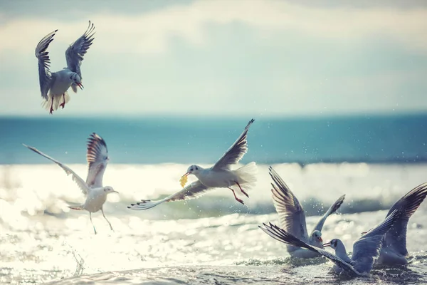 Чайка Літає Небі Сході Сонця Птахи Шукають Рибу Морській Воді — стокове фото