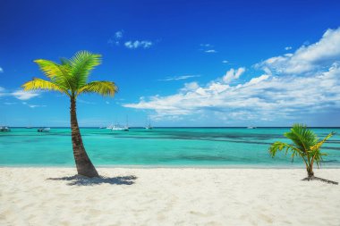 Tropik sahilde palmiye ağaçları, Dominik Cumhuriyeti