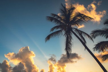 Bir tropik gündoğumu sırasında gökyüzü palmiye ağaçlarının silhouettes.