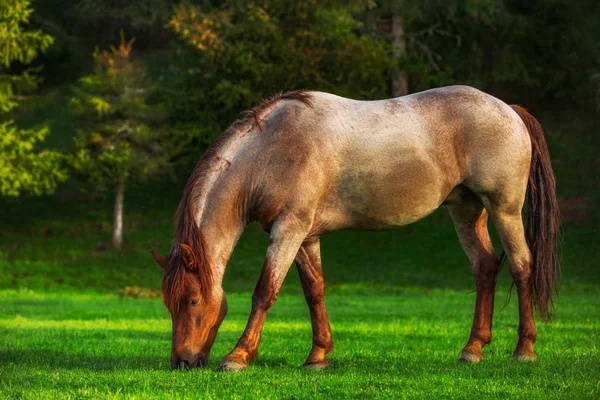 Wild Horse Grazing Fresh Grass Meadow Bulgaria Mystic Sunrise Dreamy — Stock Photo, Image