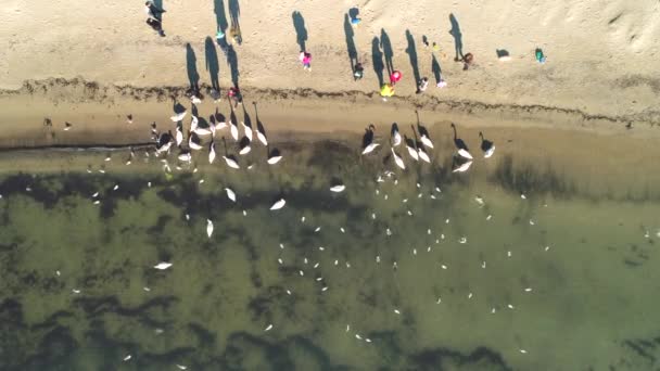 Persone Che Nutrono Cigni Gabbiani Sulla Costa Del Mare Varna — Video Stock