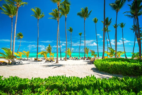 Φοινικόδεντρων Στην Τροπικού Νησιού Δομινικανή Δημοκρατία Παραλία Πούντα Κάνα — Φωτογραφία Αρχείου