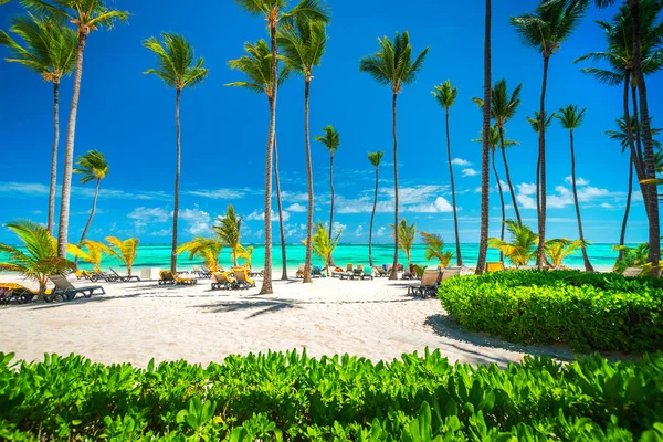 Palmen Auf Der Tropischen Insel Dominikanische Republik Strand Von Punta — Stockfoto