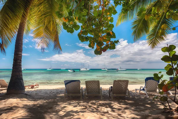 Palm Tree Sun Blue Sky Beautiful Tropical Background Dominican Republic — Stock Photo, Image