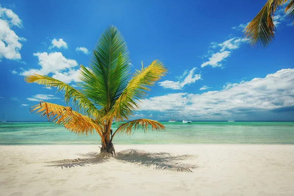 Palmiers Sur Plage Sable Blanc Dans Mer Des Caraïbes Île — Photo