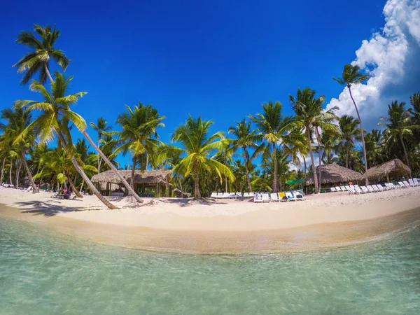 Palm Tree Sol Och Blå Himmel Vackra Tropiska Bakgrunden — Stockfoto