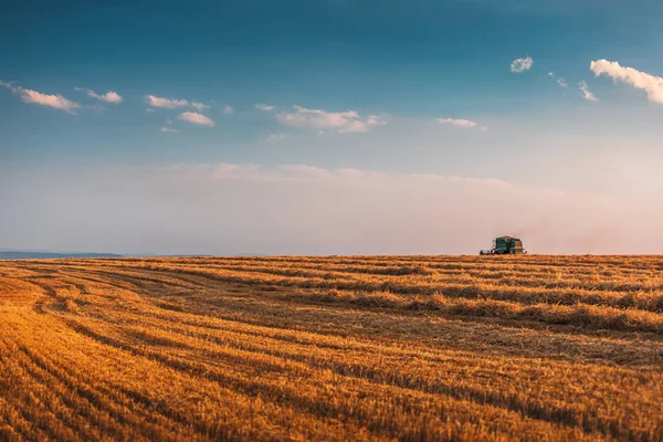 Combine la máquina cosechadora que trabaja en un campo de trigo al atardecer . — Foto de Stock