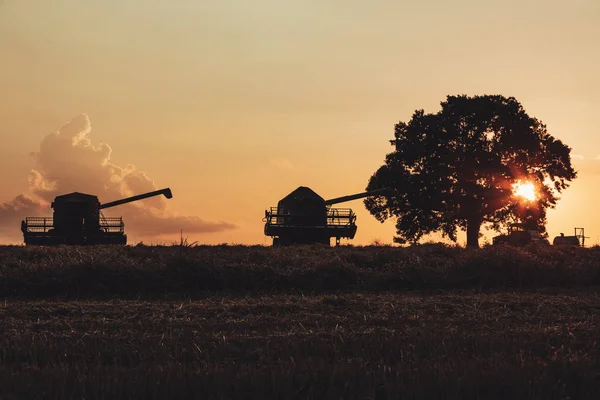 Combine a máquina da ceifeira que trabalha em um campo de trigo no por do sol . — Fotografia de Stock