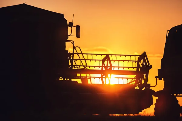 Комбайн Збирання Зерна Працює Пшеничному Полі Під Час Заходу Сонця — стокове фото