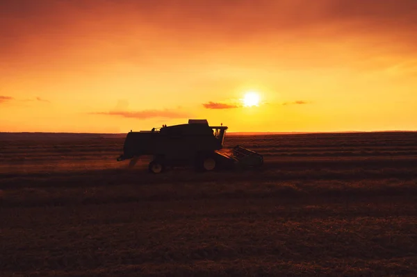 Combineren van harvester machine werkend in een tarweveld bij zonsondergang. — Stockfoto
