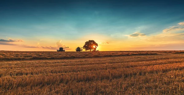 Combineren van harvester machine werkend in een tarweveld bij zonsondergang — Stockfoto