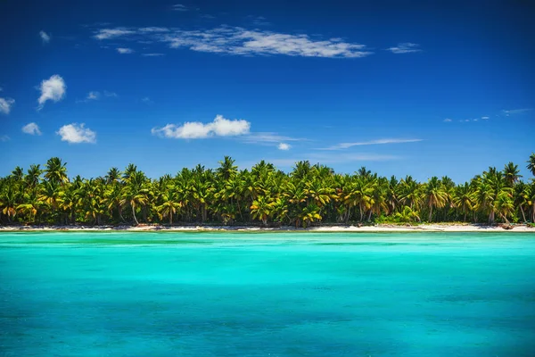 Palmbomen en tropisch strand in Punta Cana, Dominicaanse Republiek — Stockfoto