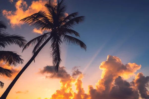 Silhuetas de palmeiras contra o céu durante um sunr tropical — Fotografia de Stock