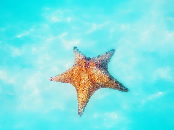 Stelle marine sott'acqua su sabbia bianca nel mare dei Caraibi. Tropicale b — Foto Stock