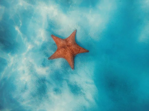 Rozgwiazdy podwodne nad białym piaskiem na Morzu Karaibskim. Woda oceaniczny. — Zdjęcie stockowe