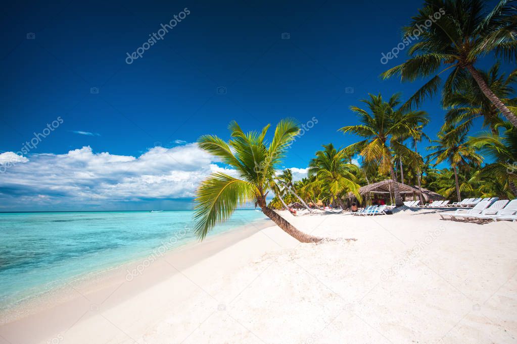 Palm trees on white sandy beach in Caribbean sea, Saona island. 