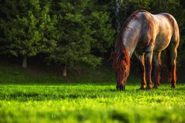 Gizemli gündoğumu rüya gibi dağ üzerinde. Vahşi at çayırda taze ot otlatma. Bulgaristan, Avrupa