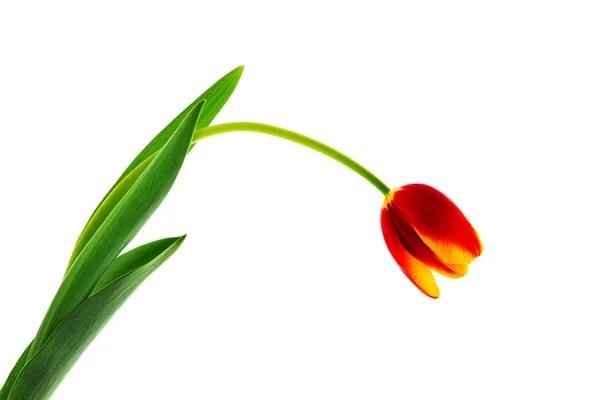 Красный цветок тюльпан изолирован на белом фоне — стоковое фото