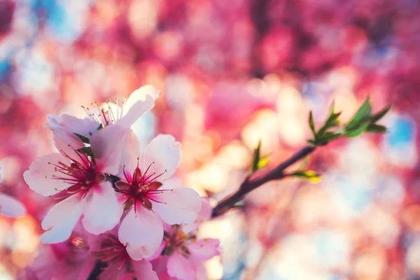 Flor rosa focada suave. Macro tiro de primavera que vem — Fotografia de Stock