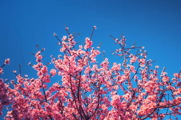 Cherry Blossom bomen in het voorjaar en heldere blauwe hemel — Stockfoto