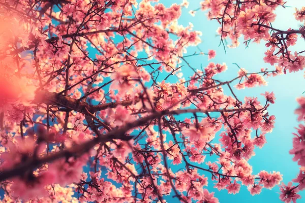 Mjuk fokuserad rosa blommande blossom. Makro skott av vårens — Stockfoto