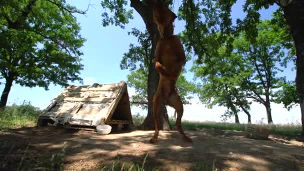 Χαρούμενο Σκυλί Γαβγίζει Και Άλμα Στο Πεδίο Καλλιεργήσιμο Έδαφος — Αρχείο Βίντεο