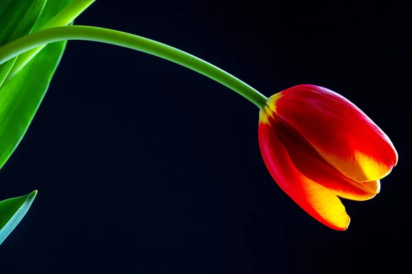 Flor de tulipa vermelha isolada em um fundo azul — Fotografia de Stock